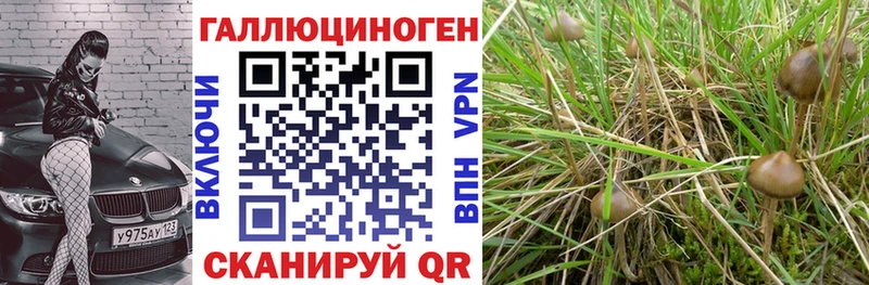где продают наркотики  Шарья  Галлюциногенные грибы Cubensis 